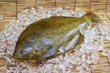 牙鲆