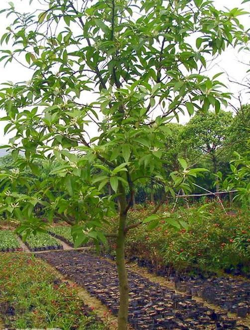 白兰花为木兰科,含笑属,是南方城市重要的美化,绿化树种,多作为行道树