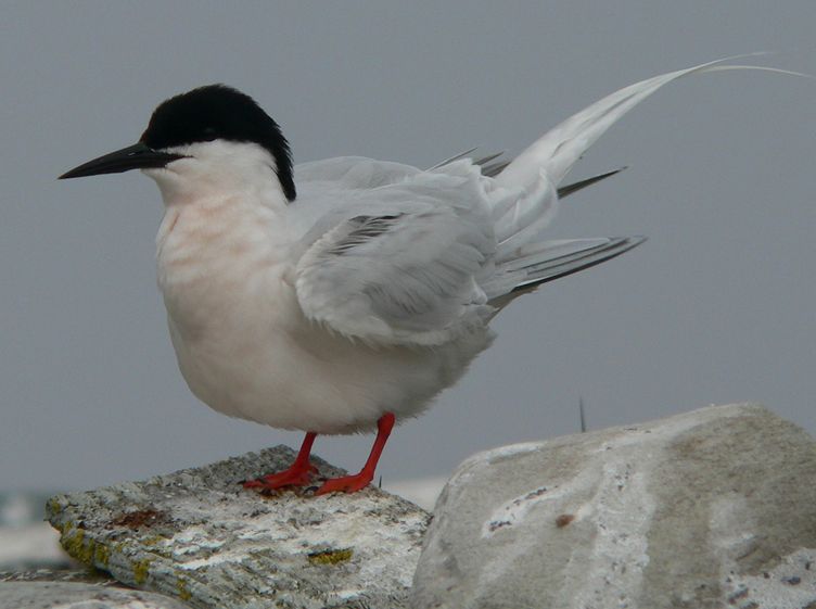  p>粉红燕鸥(学名: i>sterna dougallii  /i>):是鸻形目,燕鸥科,燕鸥