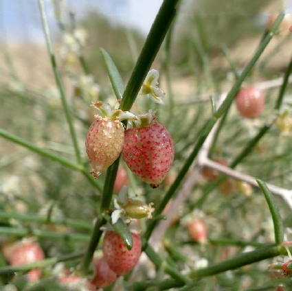  p>泡果沙拐枣(学名: i>calligonum junceum /i> (fisch. et mey.