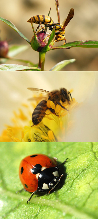  p data-id="gnwyqxv1qf">花粉筐位于蜜蜂后足胫节外侧端部略凹陷处