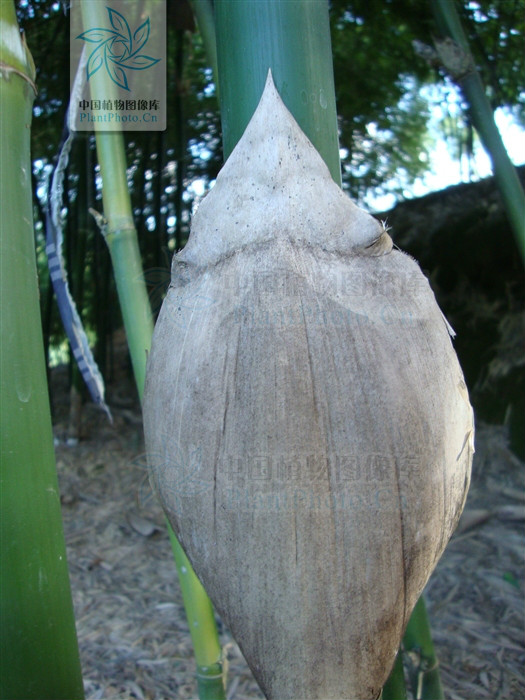  p> a href="#" data-lemmaid="2549562">青竿竹 /a>(b.