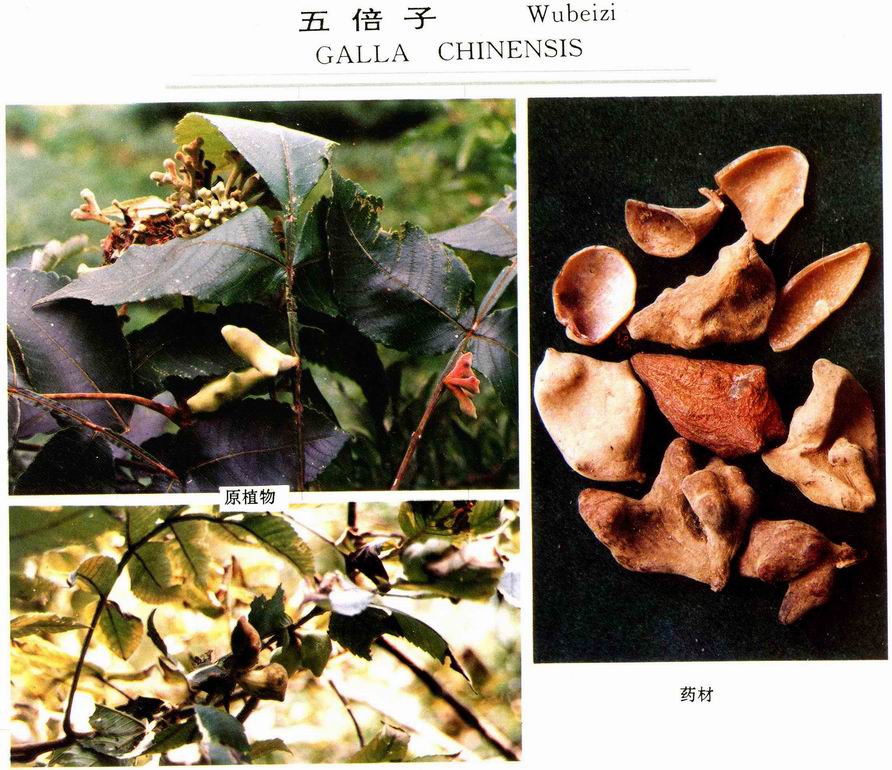 百药煎