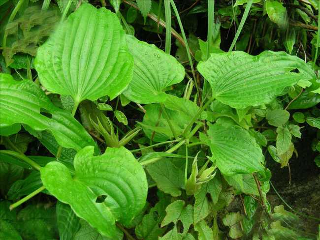 药虱药