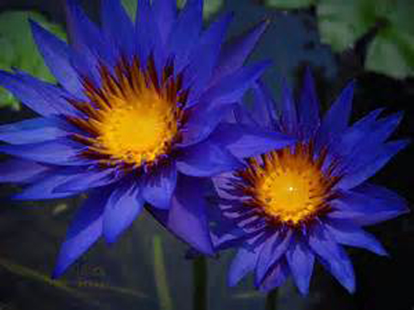 nymphaea black prince