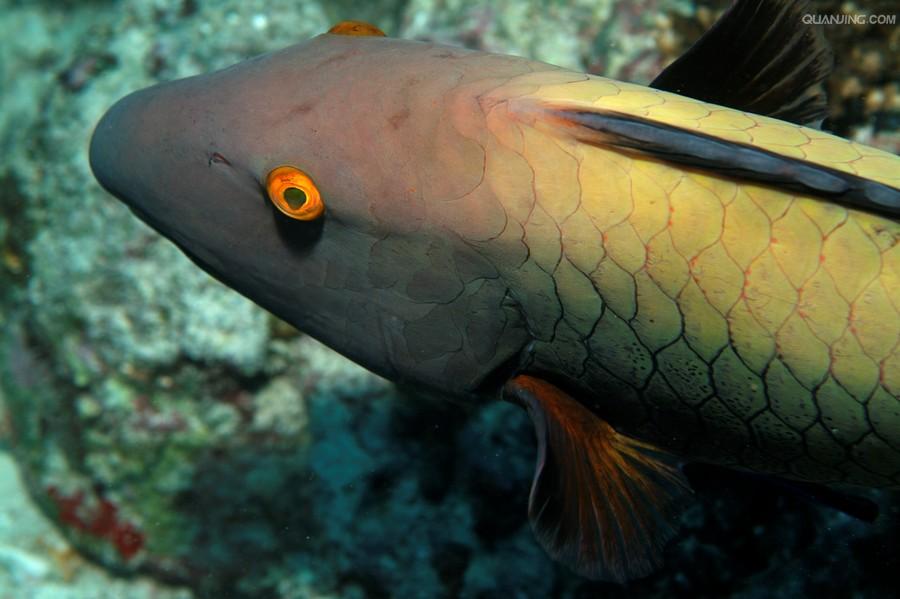  p>黑鹦嘴鱼, i>scarus niger  /i>(forssk  l,  1775),又名颈斑鹦哥