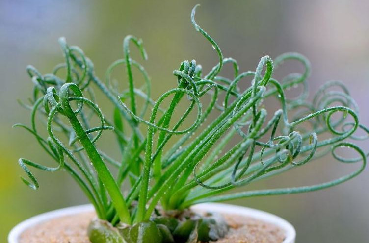 data-lemmaid="7506243">多肉植物 /a>,植株具圆形或不规则形鳞茎