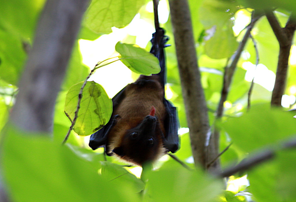  p>金狐蝠(pteropus phaeocephalus),又名黑首狐蝠, a href="#" data