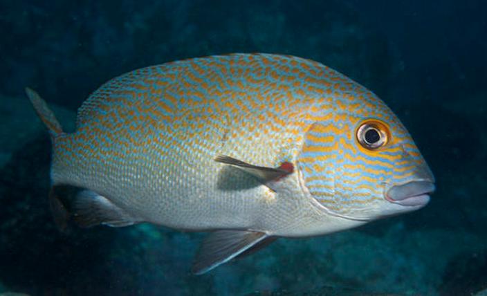 plectorhynchus flavomaculatus