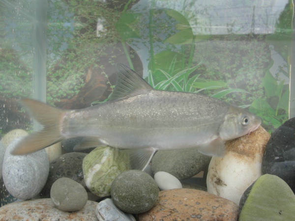  p>鱼类,属鲤形目,鲤科,裂腹鱼属.分布于金沙江.