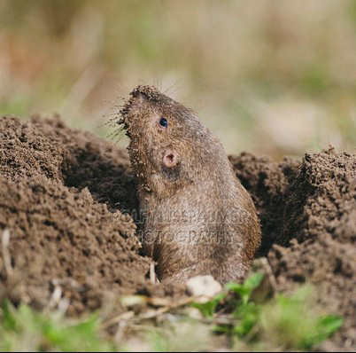  p>平原囊鼠路易斯安那州亚种(学名: i>geomys bursarius pratincola 