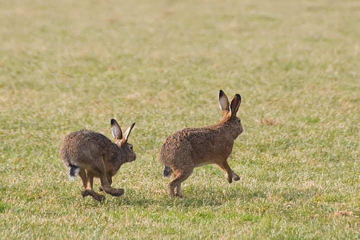  p>印度野兔,又称黑枕野兔,广泛分布在亚洲南部,包括孟加拉国,印度