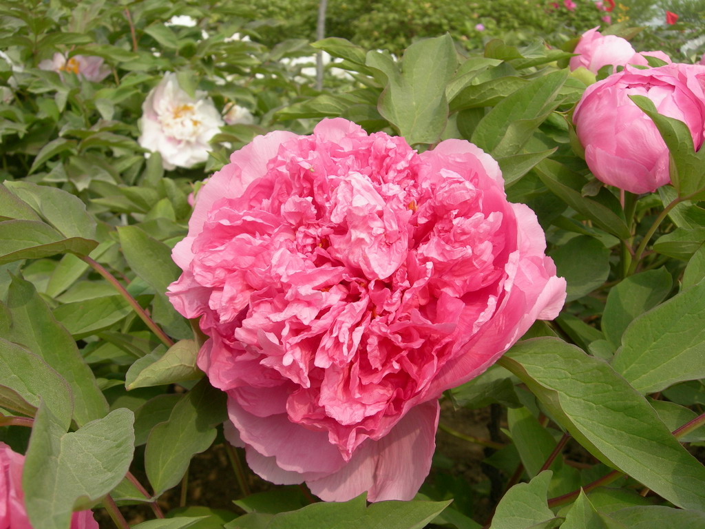  p data-id="gnawa0sjw7">银红娇艳是由山东菏泽