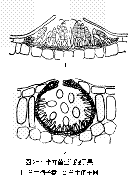 href="#" data-lemmaid="7279164">内生孢子 /a>囊地结构