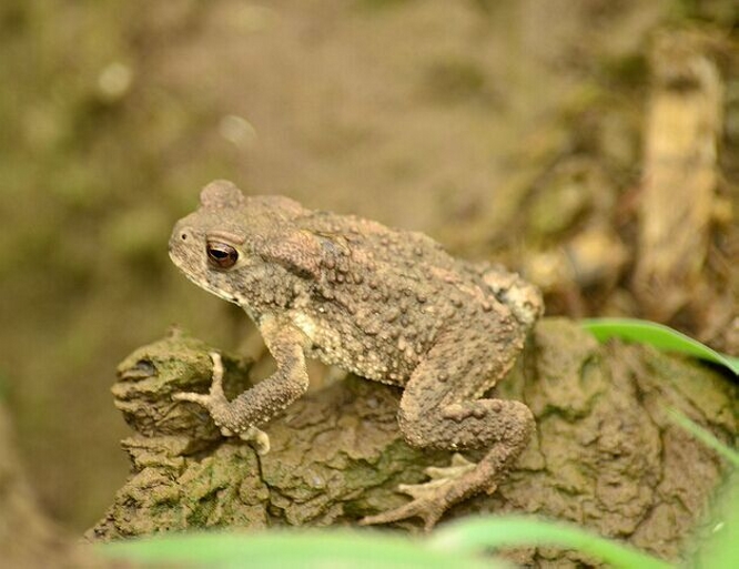  p>无尾目(学名anura)是属于 a href="#" data-lemmaid="620294">两栖