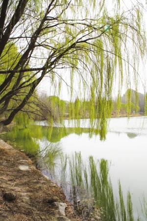 杨柳枝·根抵虽然傍浊河_百度百科