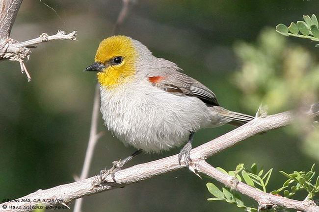 是墨西哥和美国西南部的一种小型的鸟.身长3.