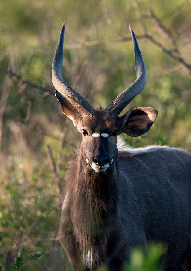  p>安氏林羚(学名: i>tragelaphus angasii /i>):体长135-195厘米