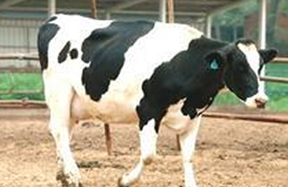 福建黑白花奶牛