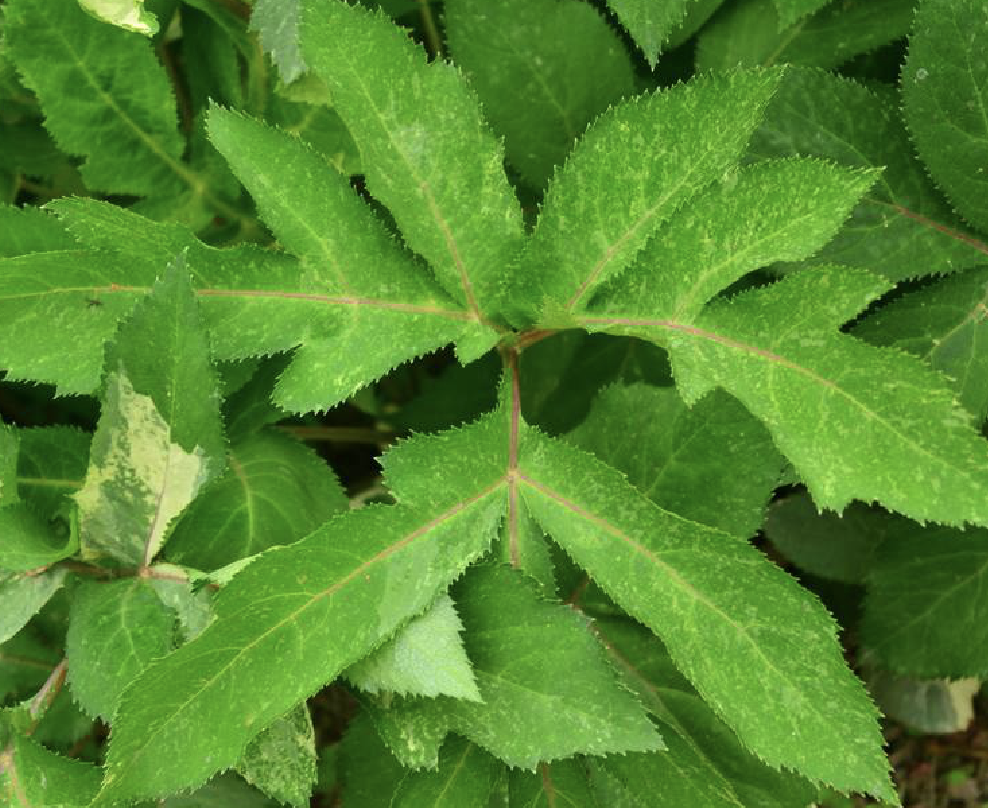  p>紫花前胡(学名: i>angelica decursiva /i> (miq.) franch.