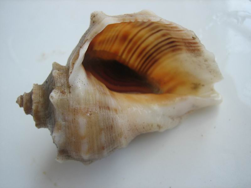  p>脉红螺,俗称"海螺",在我国渤海,黄海和东海均有分布,具有较高的