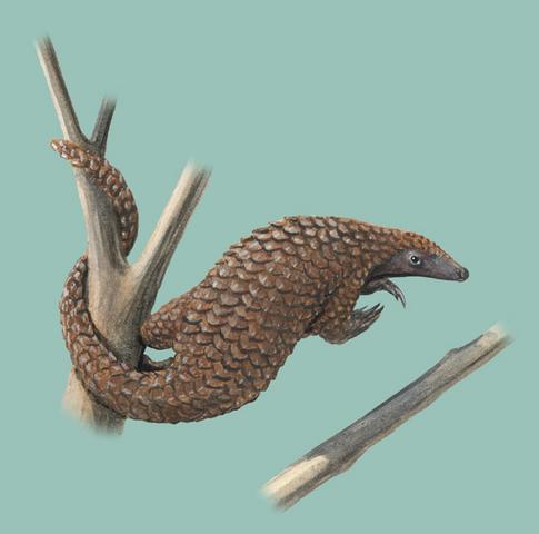  p> a href="#" data-lemmaid="10424729">树穿山甲 /a>(manis