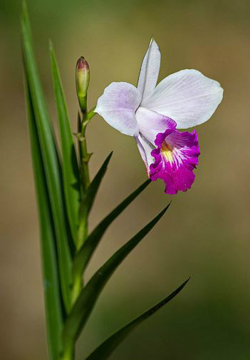  p>竹叶兰(学名: i>arundina graminifolia /i>  (d. don) hochr.