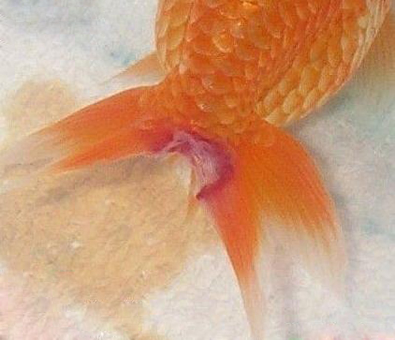 水霉病