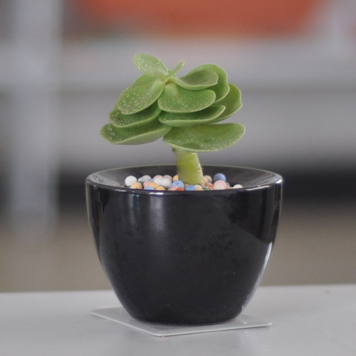  p data-id="gncn7b5bde">圆贝马齿苋(学名: i>portulaca /i>  i>