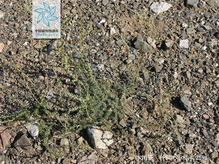  p>木地肤(学名: i>kochia prostrata /i> (l.) schrad.