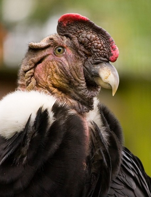  p>安第斯神鹫(学名: i>vultur gryphus /i>):又叫康多兀鹫,也有人叫