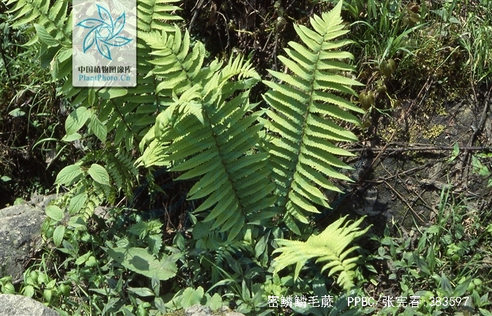  p>密鳞鳞毛蕨(学名: i>dryopteris pycnopteroides /i> (christ) c.