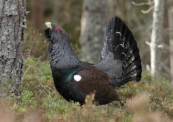  p>松鸡(学名: i>tetrao urogallus /i>):是 a target="_blank" href=