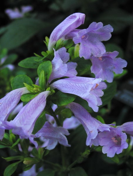  p> b>城口马蓝 /b>(学名:pteracanthus flexus