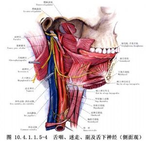 data-lemmaid="4165254">腮裂囊肿切除术,属口腔科/<a target="