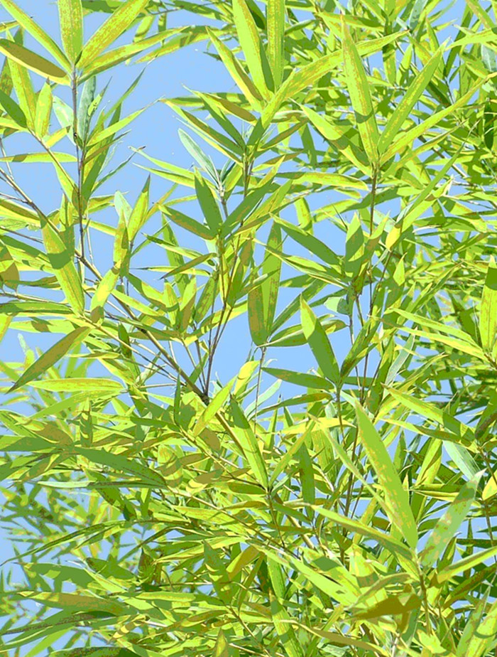  p>龙头竹(学名: i>bambusa vulgaris /i> schrader ex wendland)是