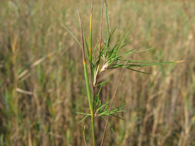 p>普通剪股颖(学名: i>agrostis canina /i> l.