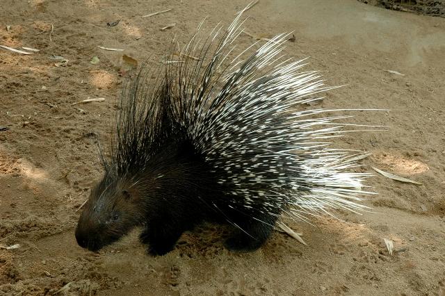 target="_blank" href="/item/豪猪科">豪猪科 /a>的一类动物