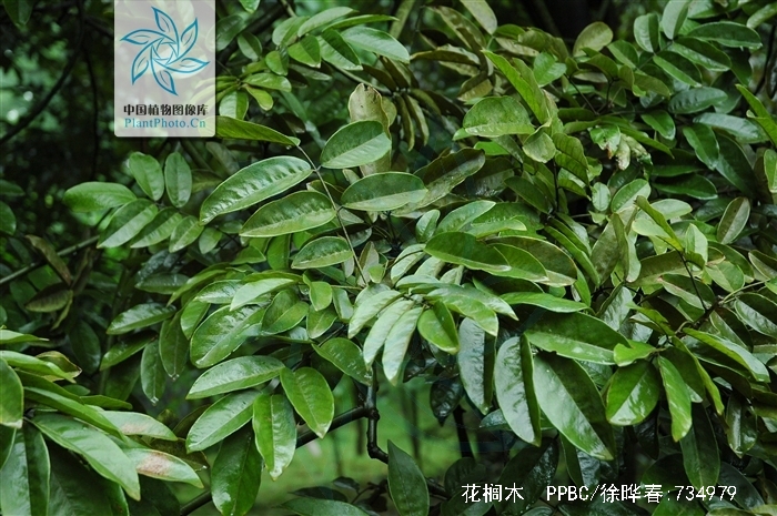  p data-id="tzqr0uplurda">花榈木为豆科红豆属的常绿乔木.