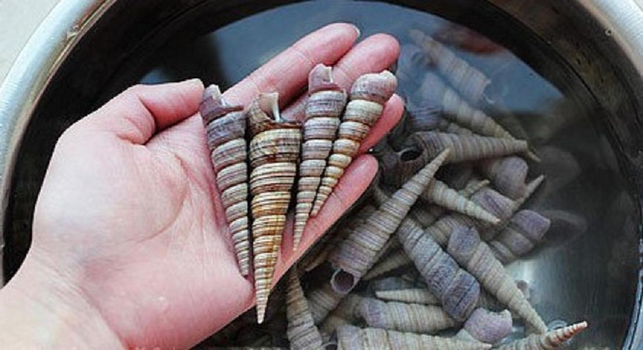  p>锥螺是一种中腹足目,锥螺科类生物,壳体修长精致,约有30层凸圆的螺