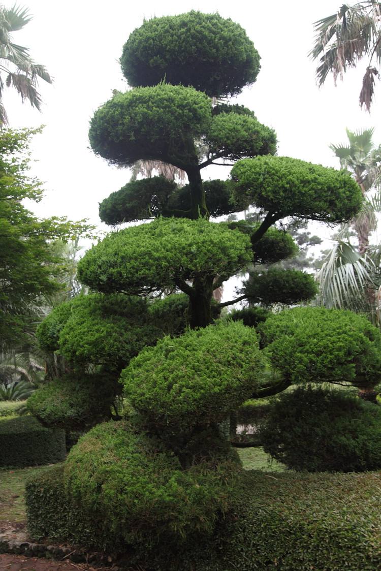  p>加勒比松(学名: i>pinus caribaea /i> morelet )是松科松属植物