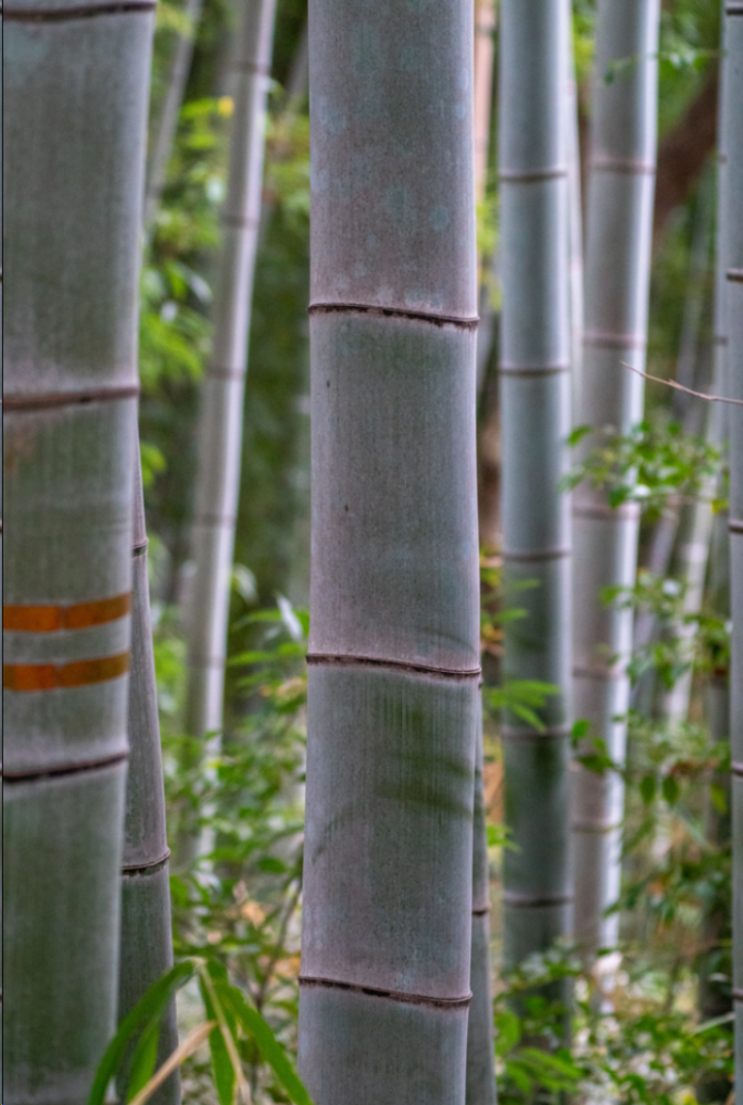 毛竹（禾本科刚竹属一种植物）_百度百科