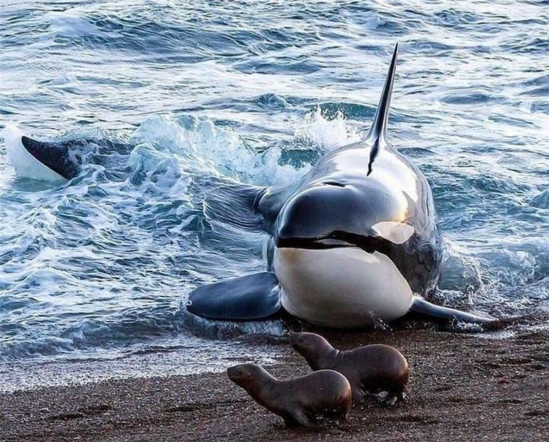 虎鲸敢把鲨鱼当零食吃，常用胸鳍亲热，雄性去别的族群“走婚”_百科TA说