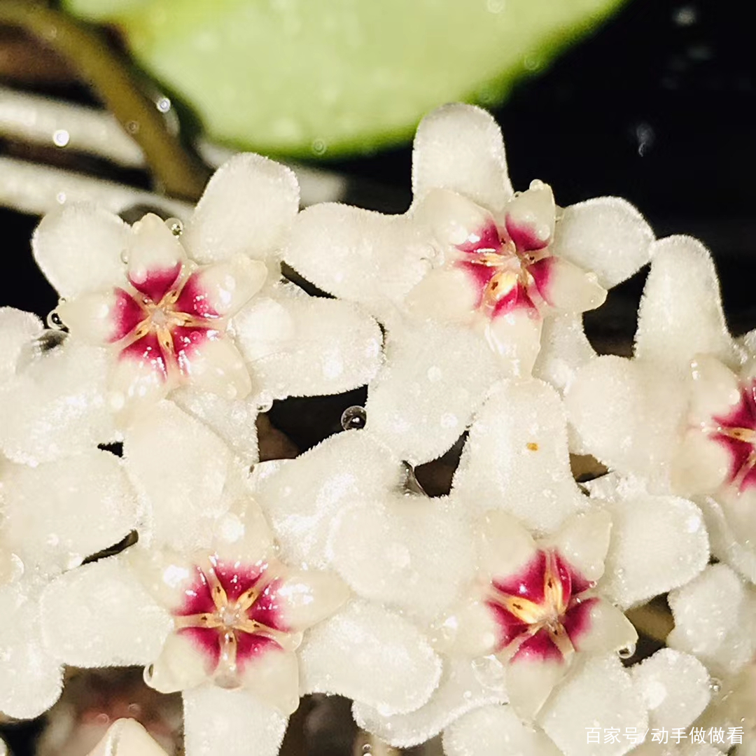 细雨绵绵的夜晚，球兰欣然怒放，雨落花，花落雨_百科TA说