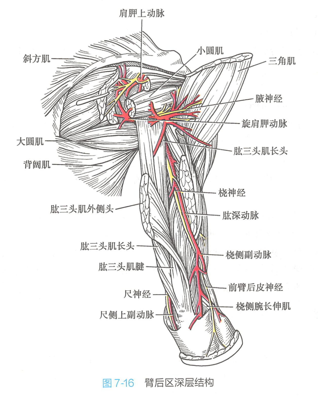  p data-id="gncnvt00wi">肱三头肌:系上臂后群之伸肌.