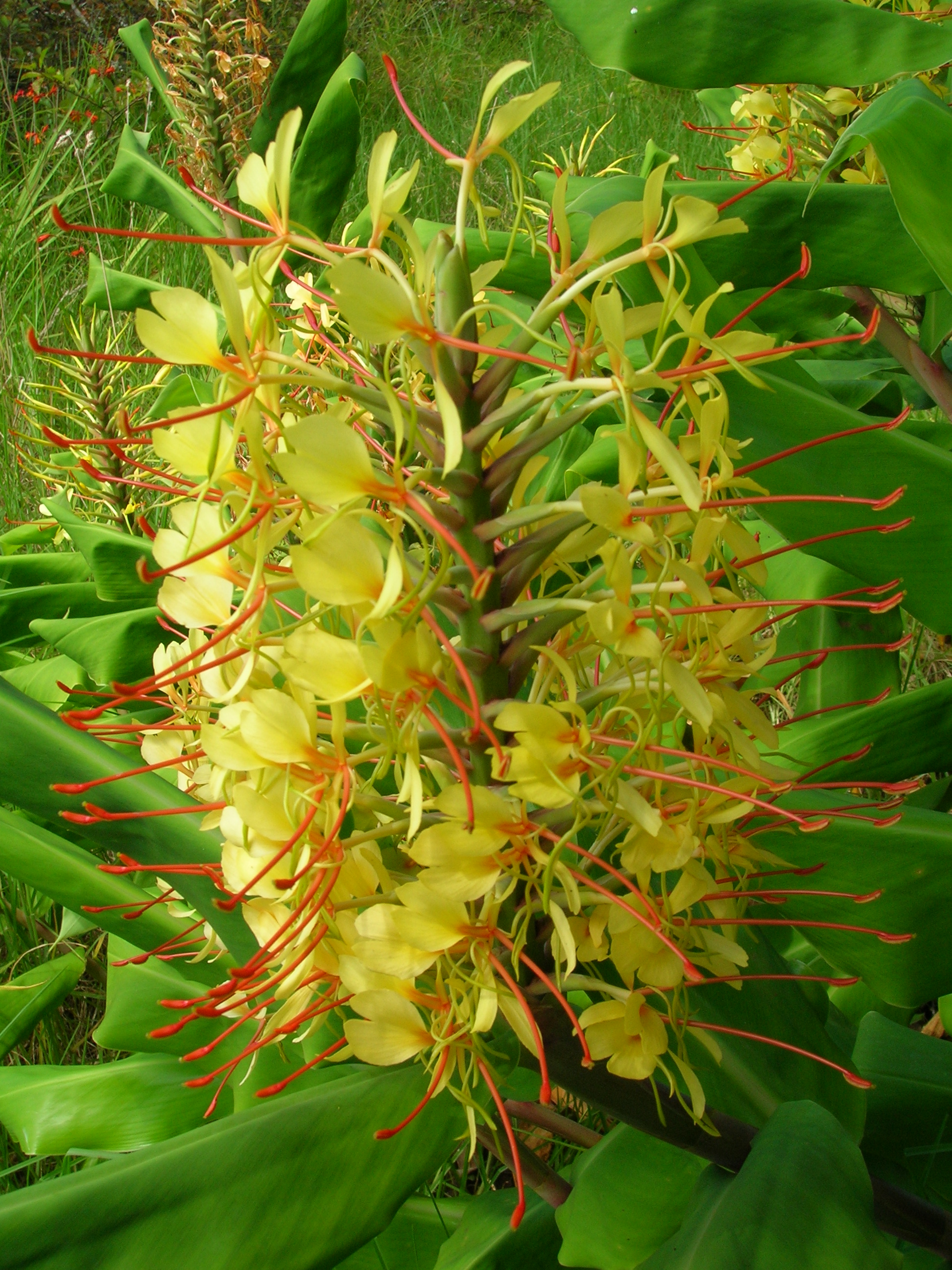 红丝姜花