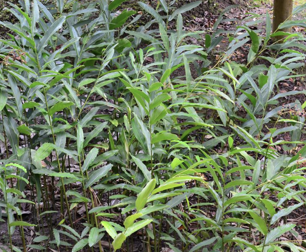 burtt)是姜科,山姜属植物.株高1.5-3米.