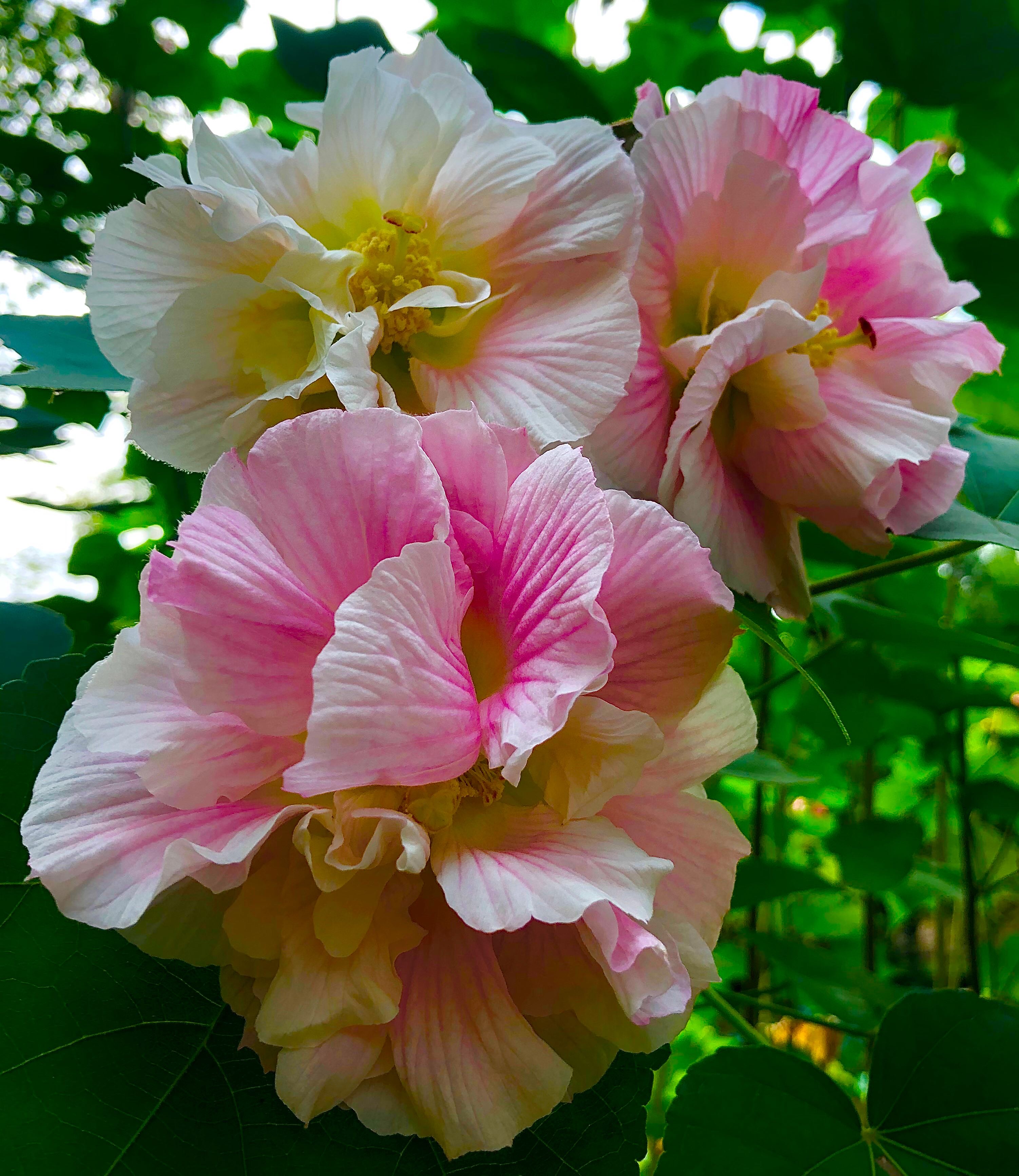  p data-id="txynodk7rnno">木芙蓉( i>hibiscus mutabilis /i> l.