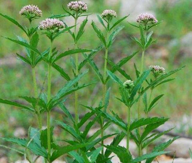 佩兰（菊科泽兰属植物）_百度百科
