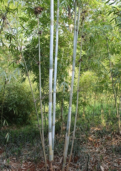 竹（禾本科竹亚科植物）_百度百科